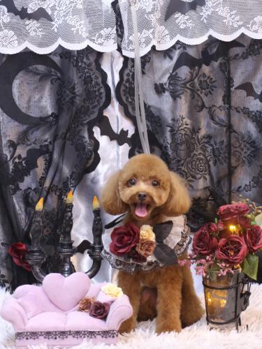 20231015このはちゃん